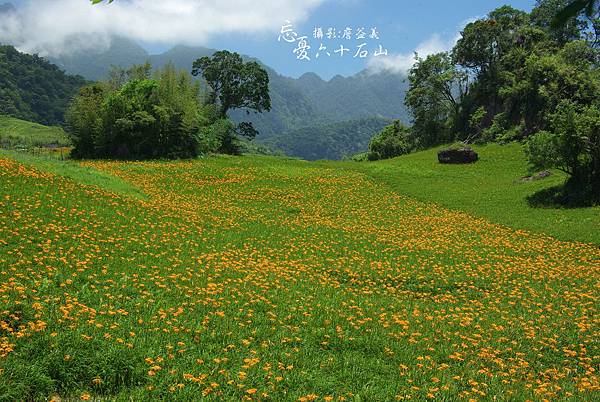 六十石山 金針花 花蓮