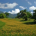 六十石山 金針花 花蓮