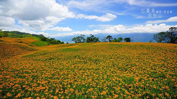 赤科山赤柯山金針花2014