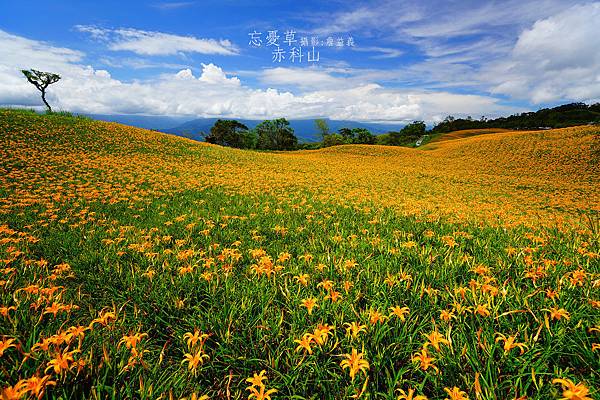 20140823赤科山赤柯山金針花