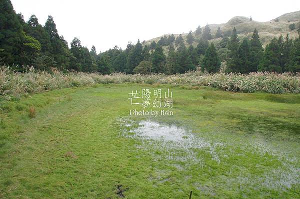 陽明山冷水坑芒花