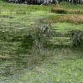 陽明山冷水坑芒花