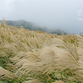 陽明山冷水坑芒花