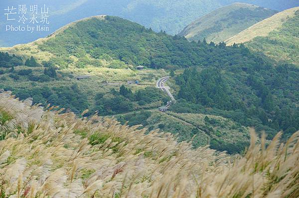 陽明山冷水坑芒花