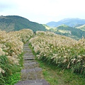 陽明山冷水坑芒花