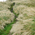 陽明山冷水坑芒花