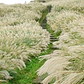 陽明山冷水坑芒花