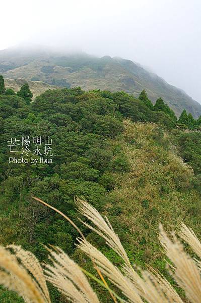 陽明山冷水坑芒花