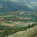 陽明山冷水坑芒花