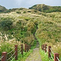 陽明山冷水坑芒花