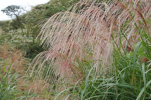 陽明山冷水坑芒花