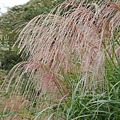 陽明山冷水坑芒花