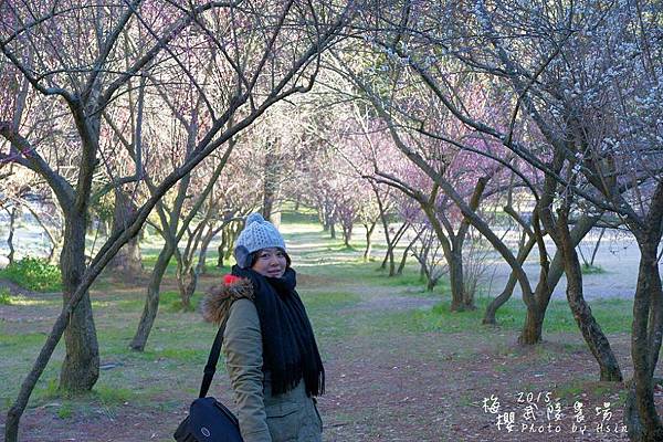 武陵紅白梅山櫻花2015