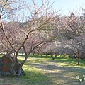 武陵紅白梅山櫻花2015