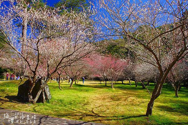 武陵紅白梅山櫻花2015