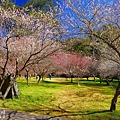 武陵紅白梅山櫻花2015