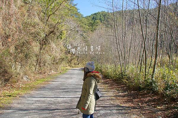 武陵紅白梅山櫻花2015