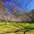 武陵紅白梅山櫻花2015