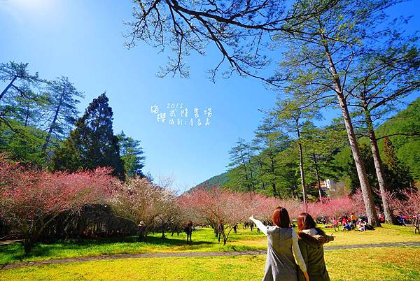 武陵紅白梅山櫻花2015