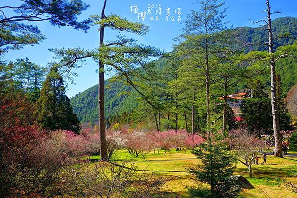 武陵紅白梅山櫻花2015