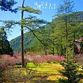 武陵紅白梅山櫻花2015