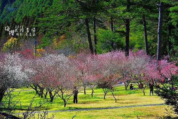 武陵紅白梅山櫻花2015