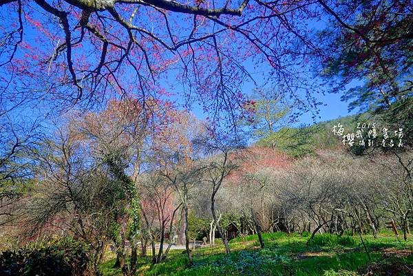 武陵紅白梅山櫻花2015