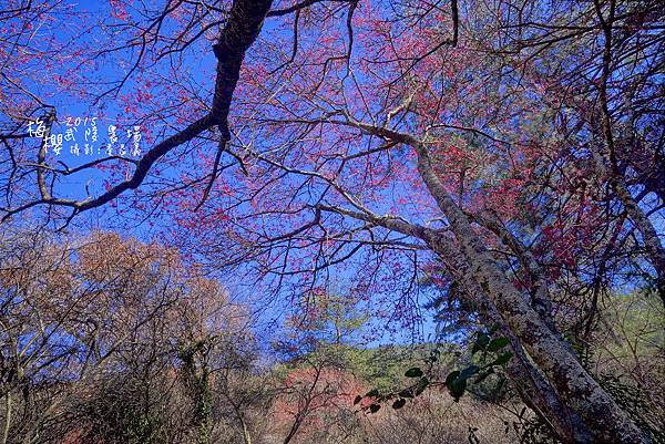 武陵紅白梅山櫻花2015