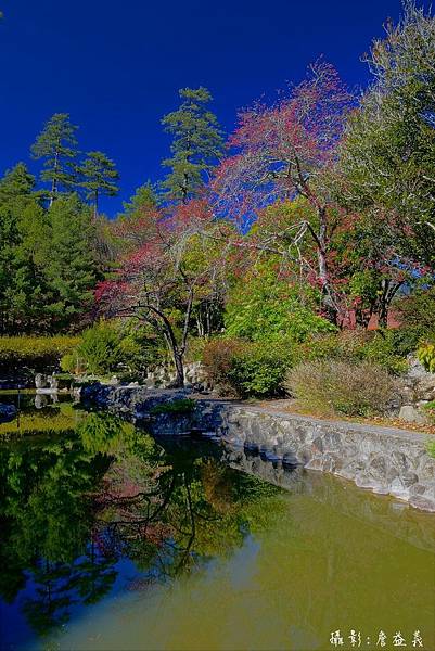 武陵農場紅白梅花山櫻花