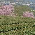 隙頂二延平步道