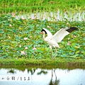 金山清水濕地西伯利亞小白鶴