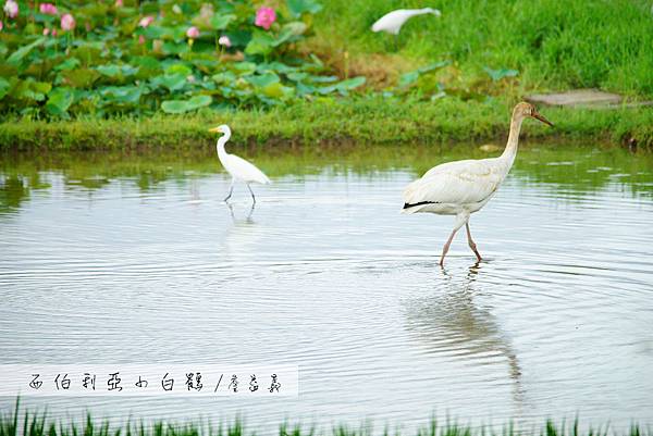 金山清水濕地西伯利亞小白鶴