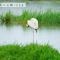 金山清水濕地西伯利亞小白鶴