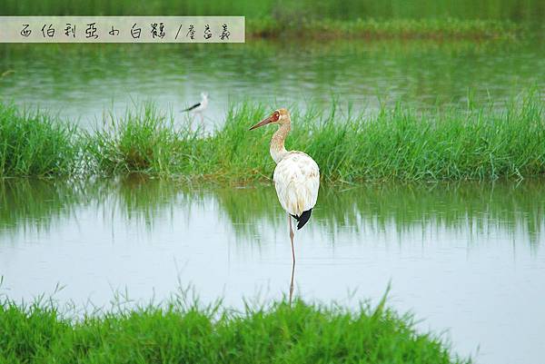 金山清水濕地西伯利亞小白鶴