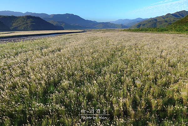 蘭陽溪甜根子草 不是芒花