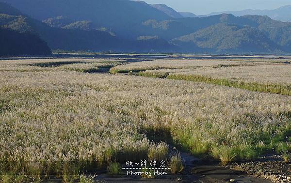 蘭陽溪甜根子草 不是芒花