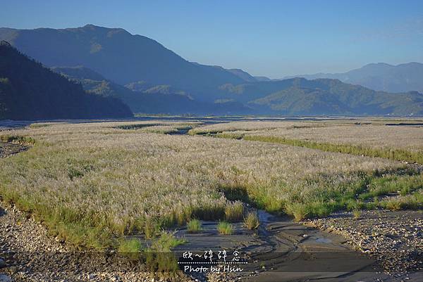 蘭陽溪甜根子草 不是芒花