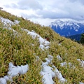 合歡山賞雪