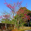 阿里山櫻花