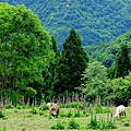 清境農場毛地黃