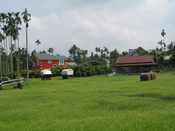 綠油油的草原.JPG