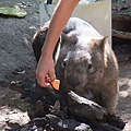 wombat