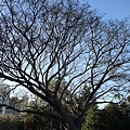 possum, he is on the top of the tree