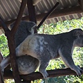 Koalas