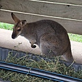 kangaroo