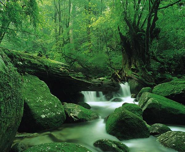 yakushima 1