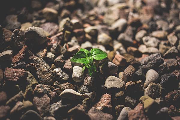 plant_growing_between_rocks.jpg