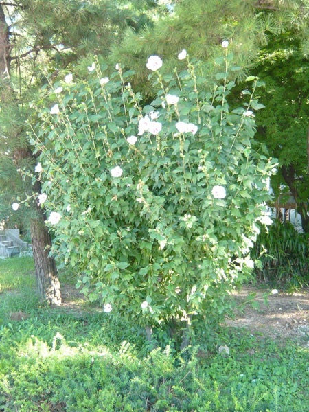 無窮花(木槿)