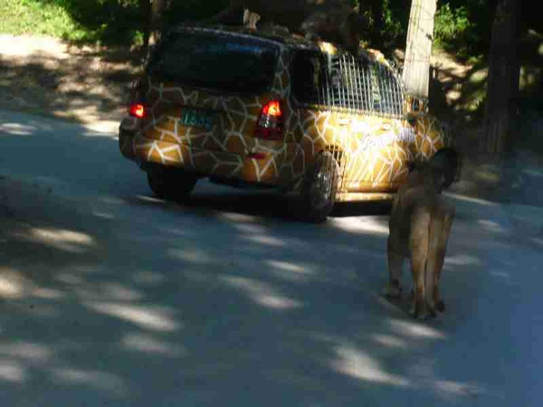 車上有囂張的母獅子