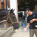 餵馬中